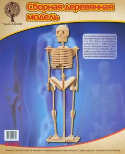 Модель деревянная сборная. Скелет человека