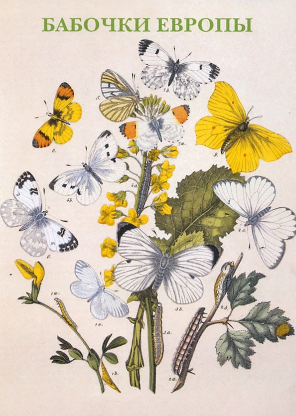 Набор открыток. Бабочки Европы