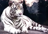 Алмазная мозаика. Белый тигр