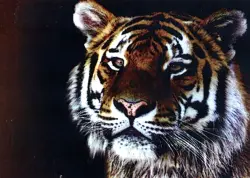 Алмазная мозаика. Тигр