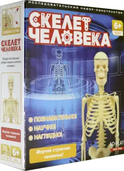 Исследовательский набор "Скелет человека"