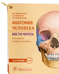 Анатомия человека. Кости черепа. 23 карточки