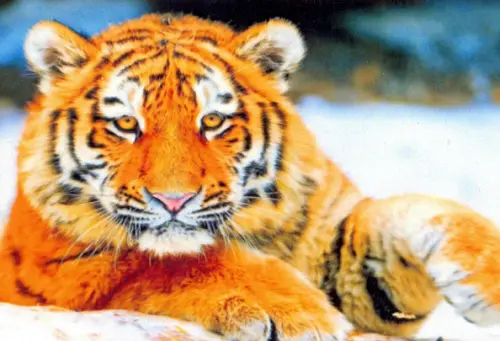 Алмазная мозаика. Молодой тигр в снегу, 728.00 руб