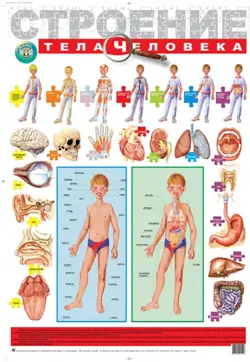 Детский плакат. Строение тела человека