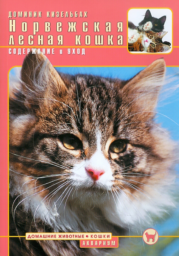 Норвежская лесная кошка. Содержание и уход